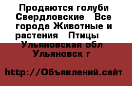 Продаются голуби Свердловские - Все города Животные и растения » Птицы   . Ульяновская обл.,Ульяновск г.